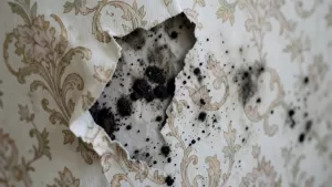 zrywanie tapety cena robocizny